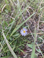 Symphyotrichum laeve