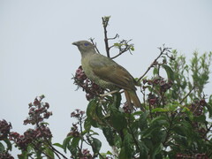Ptilonorhynchus violaceus