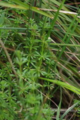 Galium aparine