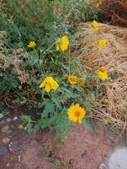 Verbesina encelioides