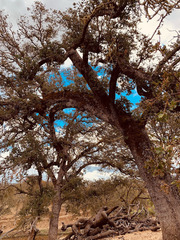 Quercus × jolonensis