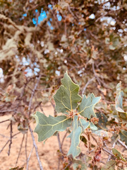 Quercus × jolonensis