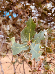Quercus × jolonensis