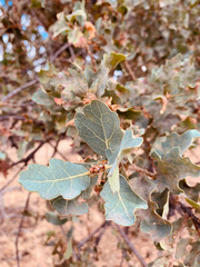 Quercus × jolonensis
