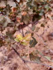 Quercus × jolonensis