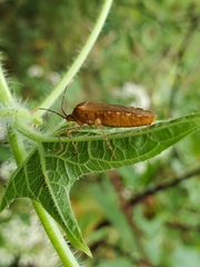 Anasa repetita