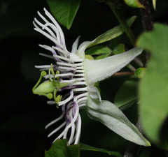 Passiflora bryonioides