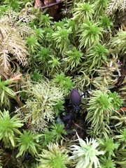 Scaphinotus angusticollis