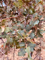 Quercus × jolonensis