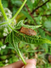 Anasa repetita