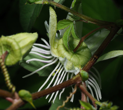 Passiflora bryonioides