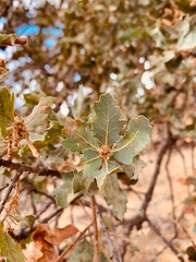 Quercus × jolonensis