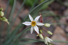 Leucocoryne coronata