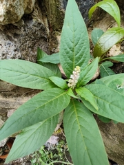 Phytolacca octandra