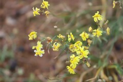 Goodenia lunata