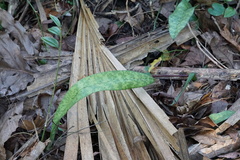 Eulophia maculata