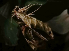 Daphnis nerii