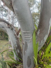 Eucalyptus tereticornis