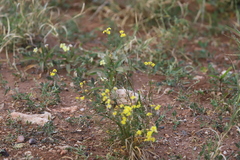 Goodenia lunata