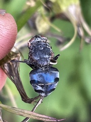 Entomophthora muscae