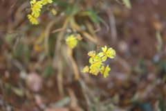Goodenia lunata