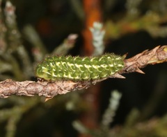 Callophrys gryneus