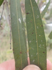 Eucalyptus tereticornis