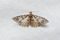 Alucita phricodes