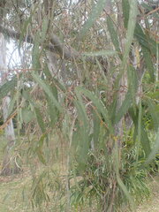 Eucalyptus tereticornis