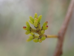 Eucalyptus tereticornis