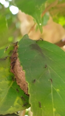 Dolichoderus thoracicus