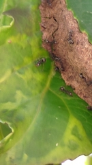 Dolichoderus thoracicus