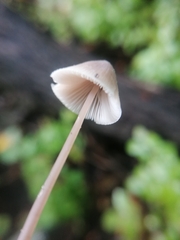 Mycena robusta