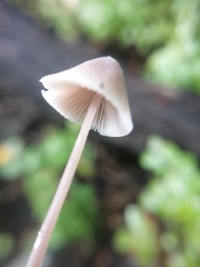 Mycena robusta