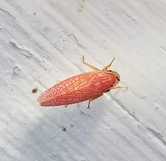 Gyponana gladia