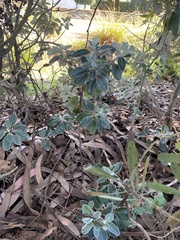 Pittosporum crassifolium