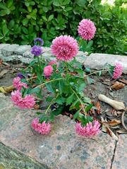 Chrysanthemum morifolium