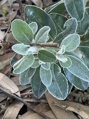 Pittosporum crassifolium