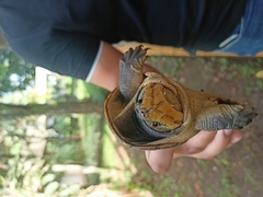 Claudius angustatus