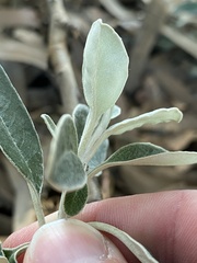 Pittosporum crassifolium