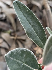 Pittosporum crassifolium