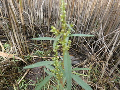 Proserpinaca palustris