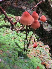 Marasmius