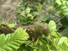 Tropidacris collaris