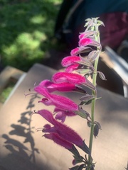 Salvia curviflora