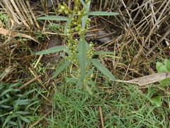 Proserpinaca palustris