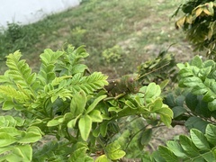 Tropidacris collaris