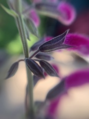 Salvia curviflora