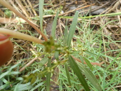 Proserpinaca palustris