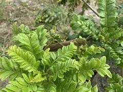 Tropidacris collaris